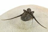 Long-Spined Cyphaspis Trilobite - Foum Zguid, Morocco #311665-4